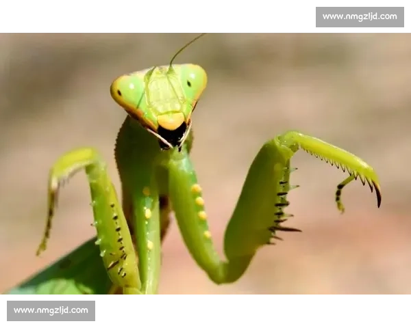 终点线前的 “螳螂”：跑者的失控与释放